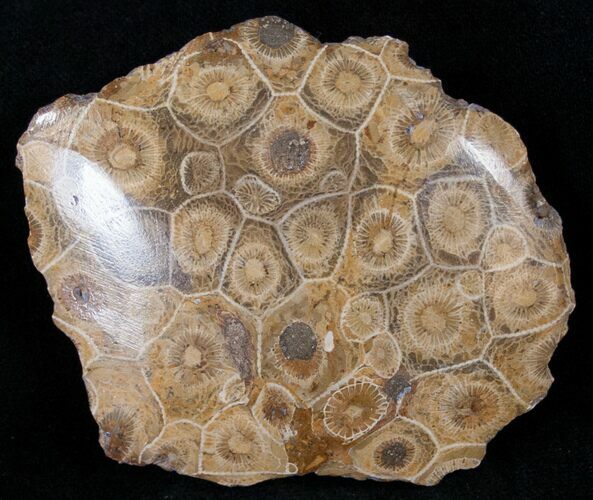 Polished Fossil Coral Head - Very Detailed #14647